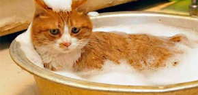 Pelyhes sampon kiválasztása macskák és kiscicák számára