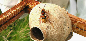 A hornet méhének élete - a fészekben a legfontosabb nő