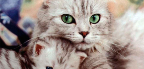 A macskák és a macskák hatékony bolhatermékeinek áttekintése