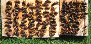 Hogyan lehet hatékonyan kezelni a hornetokat, és hozza őket a házhoz vagy a méhészethez