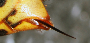 Fotók a hornet csípőjéről és annak jellemzőiről