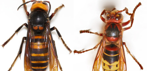 A hornetok fényképei és az életük érdekes jellemzőinek leírása