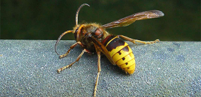 A darazsak és a hornetok elleni leghatékonyabb áttekintés