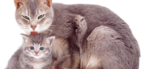 A bolhacseppek macskák és kiscicák számára